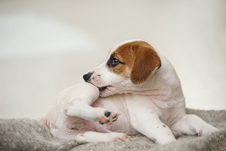 【獣医師監修】犬の皮膚病~気になる症状と原因を解説!~